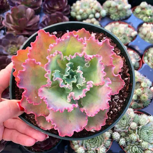 Echeveria Varieties that Grow Bigger and Fuller 3