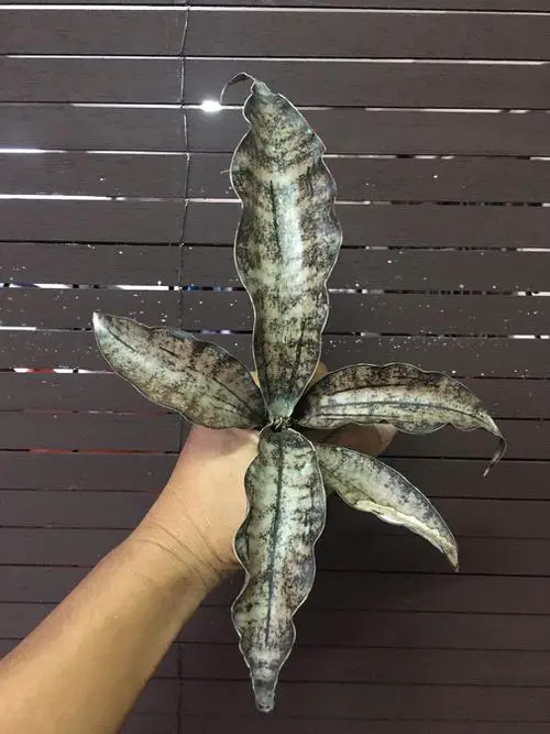 Snake Plant Varieties 06