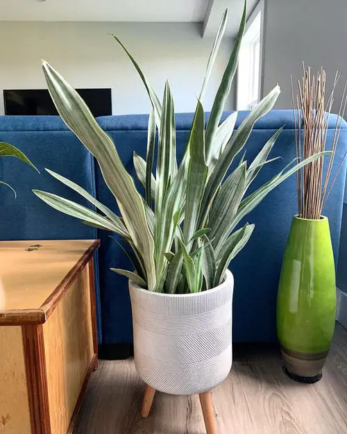 Snake Plant Varieties 05