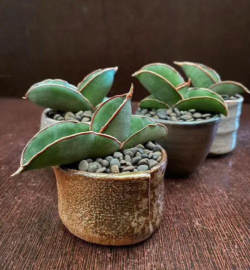 Snake Plant Varieties 02