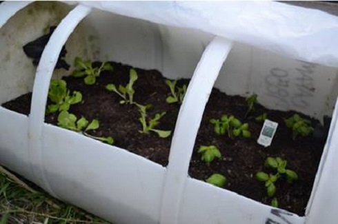 Rain Barrel Greenhouse