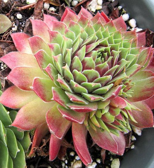 15 Beautiful Laxmi Kamal Plant Types | Best Sempervivums Varieties