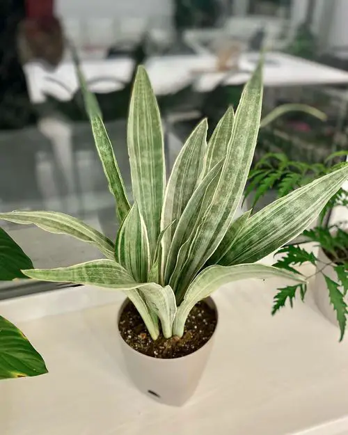 Snake Plant Varieties 01