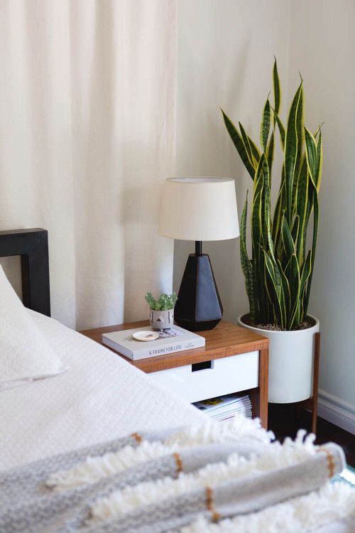 Amazing Tall Succulents 10