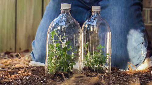 Easy DIY Seedling Greenhouse Idea 2