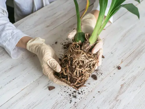 How to Revive a Stunted Houseplant 7