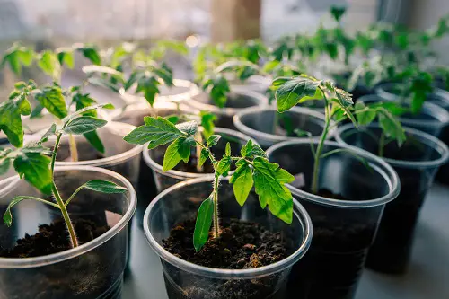 Start Seedlings Indoors for garden in spring