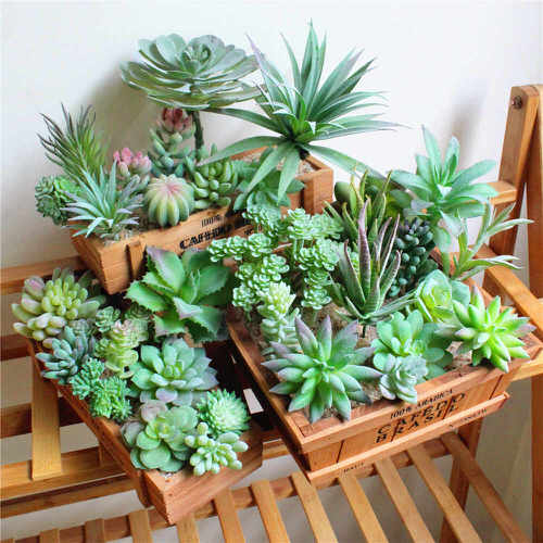 Best Plants for Living Room 16