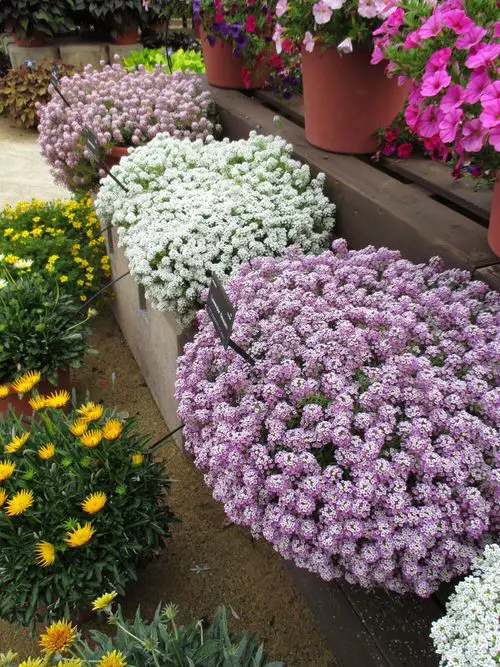 Types of Pink Flowers for Garden