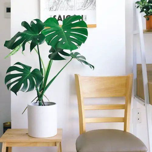 monstera plant