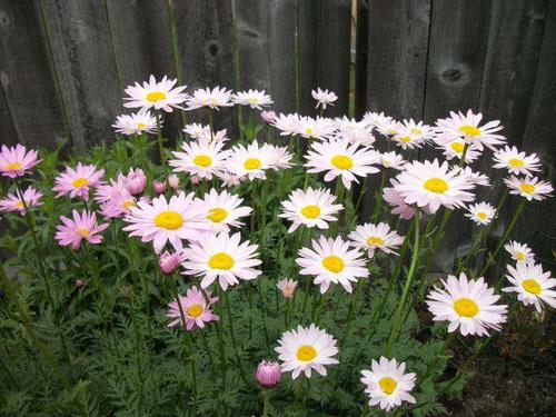 Best Daisy Like Flowers 17