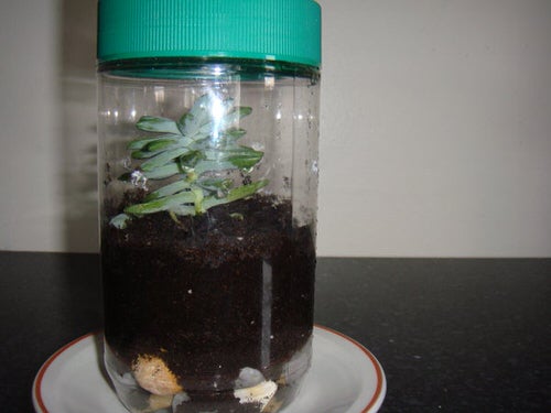 Easy DIY Seedling Greenhouse Idea 9