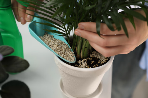 How to Revive a Stunted Houseplant