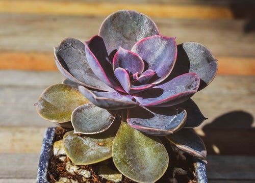 Succulent Problems and Solutions 02