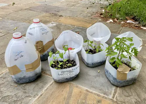 Easy DIY Seedling Greenhouse Idea 5