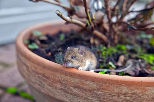 Toilet Paper Uses in the Garden 10