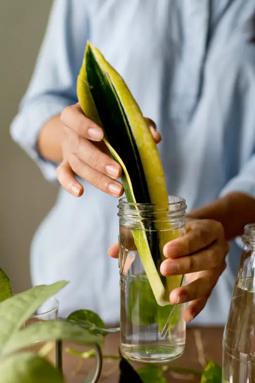4 Ways to Propagate Snake Plants 1