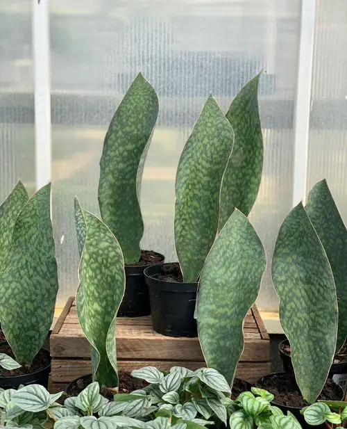 Snake Plant Varieties 04