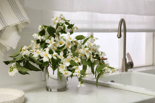 Best Plants for Living Room 18