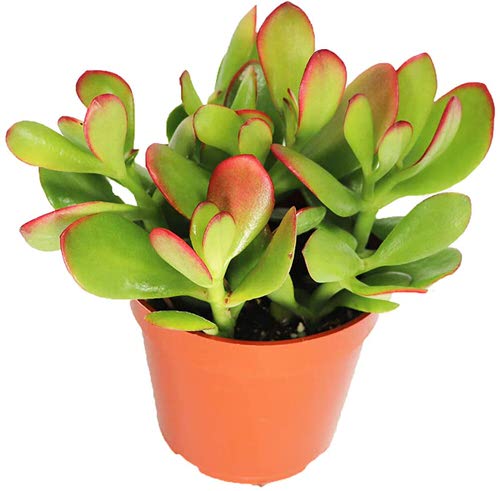 How to Get Red Tips on Your Jade Plant 2