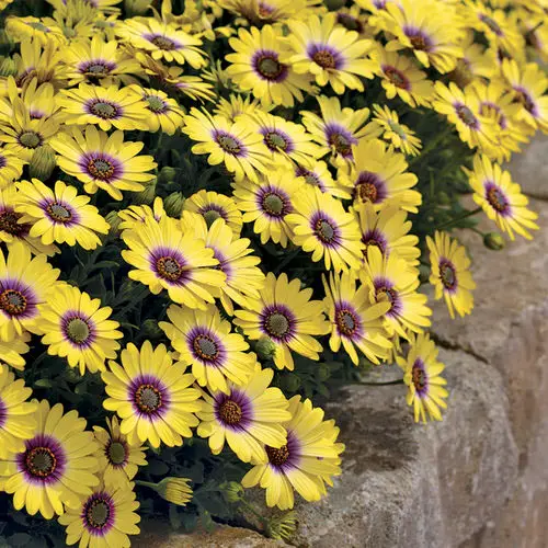 Best Daisy Like Flowers 5