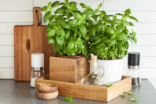 Best Plants for Living Room 20