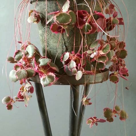 best Houseplants with Amazing Foliage that are Tricolour 