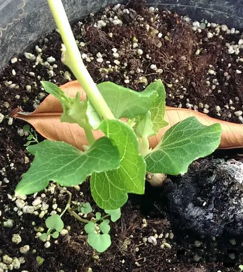Vegetables You Can Grow From Slices 8
