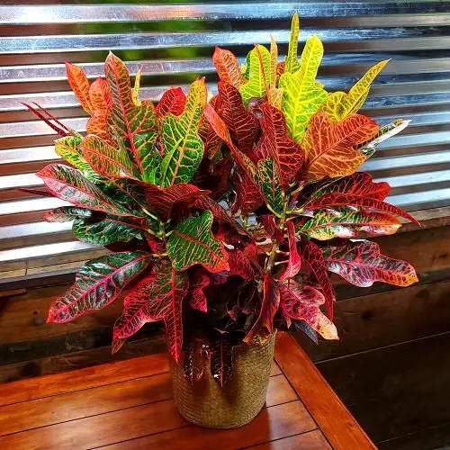 Colorful Croton Plants