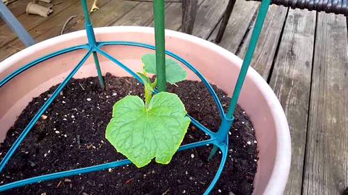 Vegetables You Can Grow From Slices 5