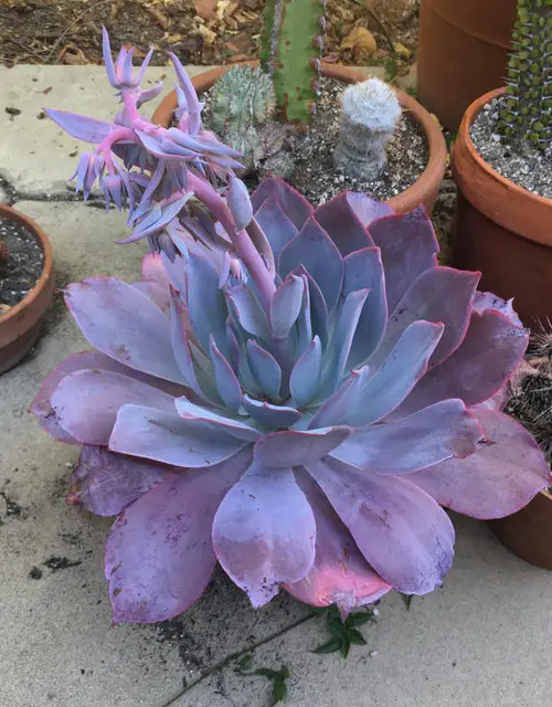 Echeveria Varieties that Grow Bigger and Fuller