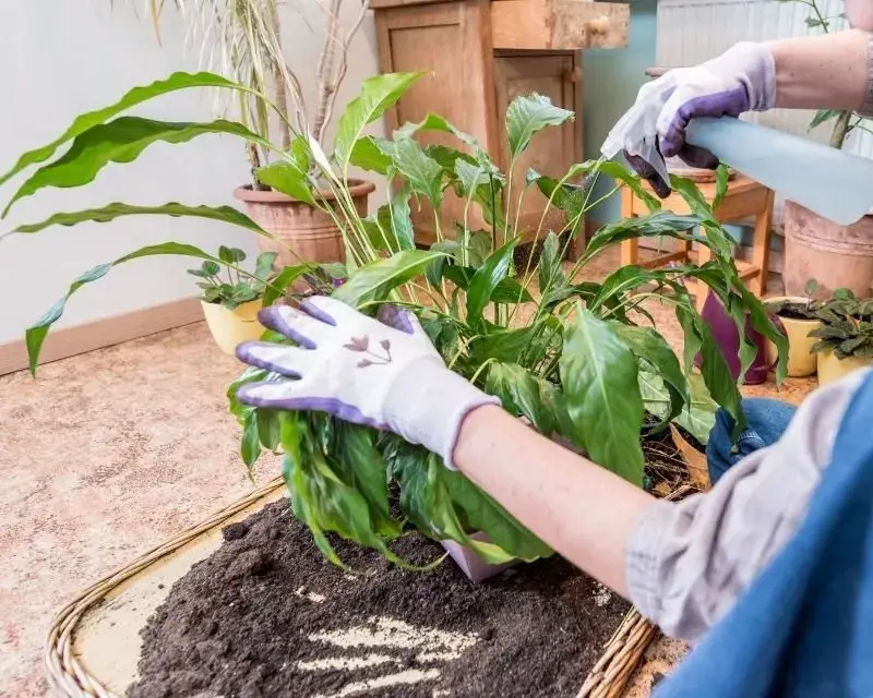 cultivate a lovely bouquet of peace lilies