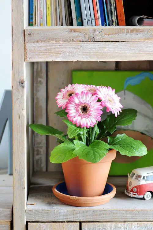Best Plants for Living Room 12