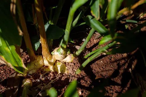 Vegetables You Can Grow From Slices 7