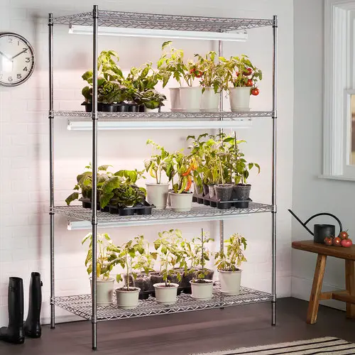 Tips for Reviving a Stunted Houseplant 1