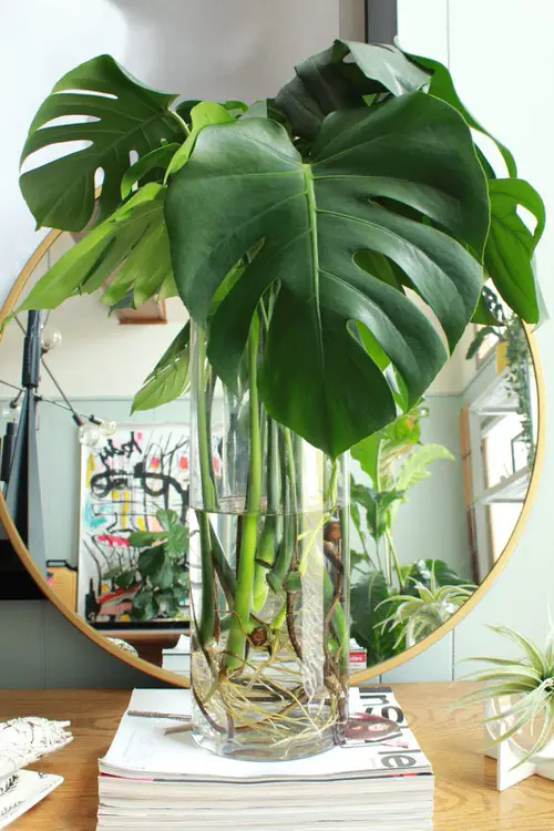 Propagating Monstera Deliciosa 6