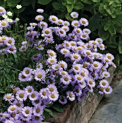 Best Daisy Like Flowers14
