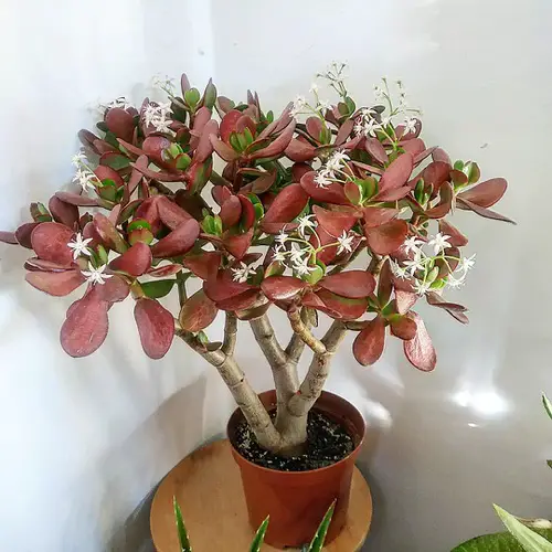 How to Get Jade Plant to Flower