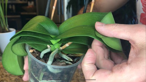 Orchid Leaves Turning Yellow 2