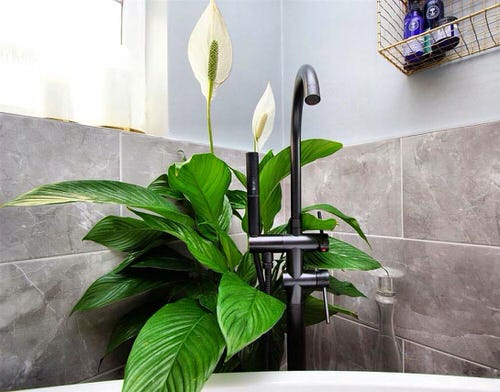 Best Indoor Plants for Every Room of Your House 22