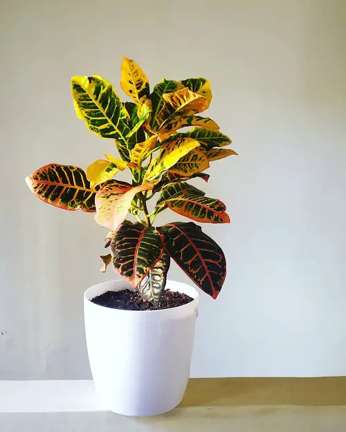 Colorful Croton Plants 4