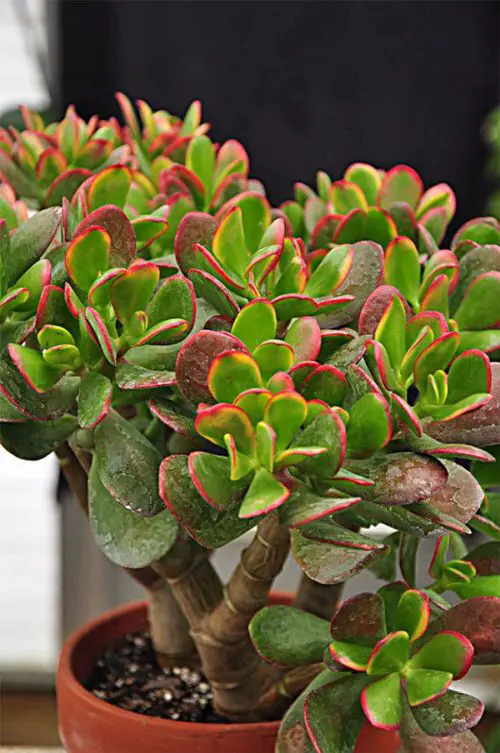 How to Get Red Tips on Your Jade Plant 1