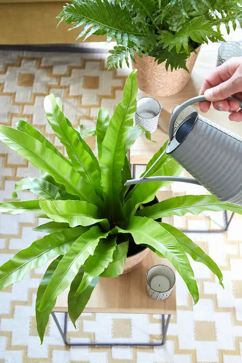 Bird’s Nest Fern Care