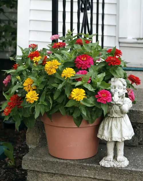 Best Daisy Like Flowers 10