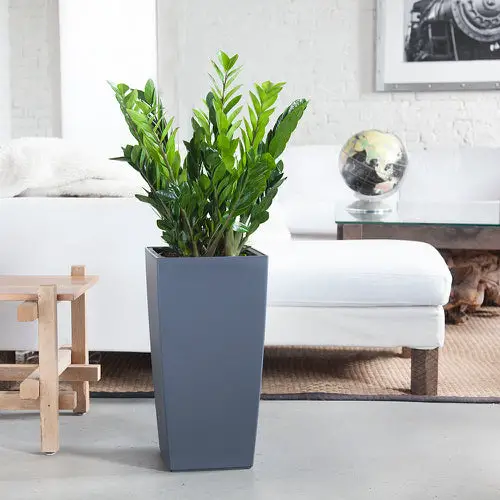 Best Plants for Living Room 14
