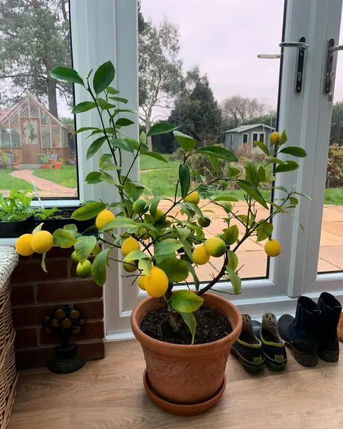 Lemon Tree Flowers Drop 2
