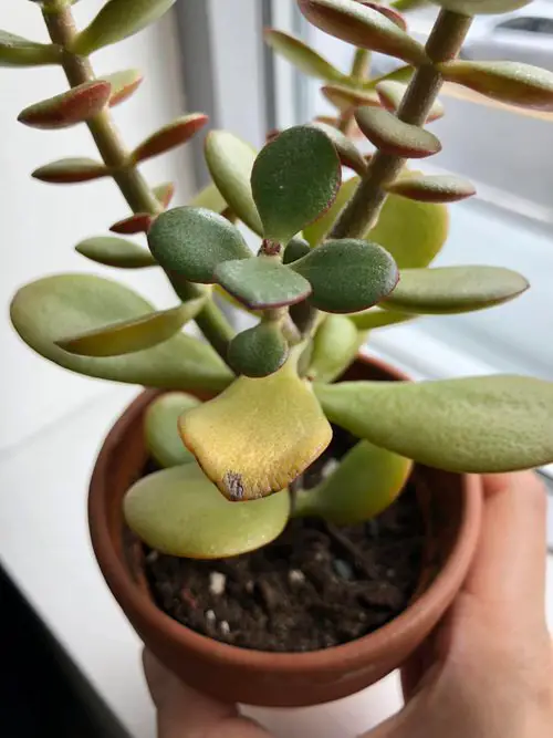 How to Save a Dying Jade Plant
