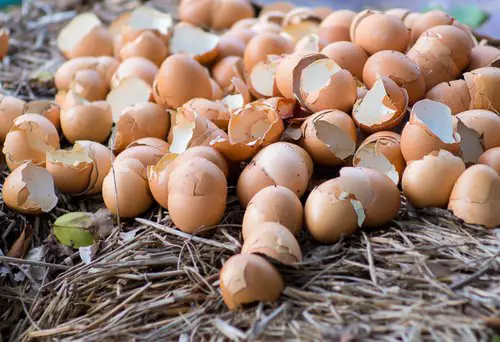 Gardener's Old Wives Tales that Really Work10