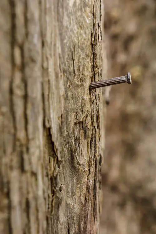 Gardener's Old Wives Tales that Really Work11