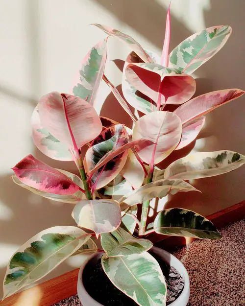 Plants with Pink and Green Leaves 10